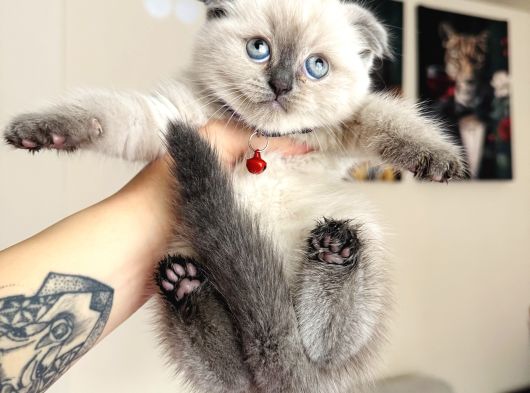 Scottish Fold Yavrular görsel