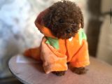 Bücürük Toy Poodle Bebekler