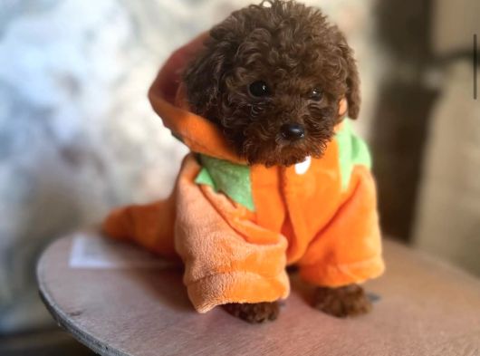 Bücürük Toy Poodle Bebekler görsel