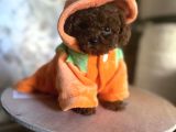 BÜCÜRÜK TOY POODLE BEBEKLER