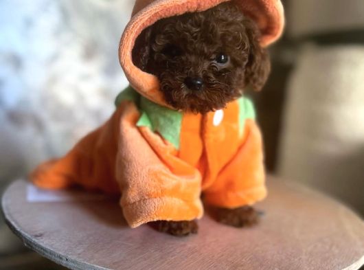 Bücürük Toy Poodle Bebekler