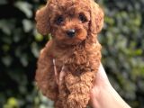 SAFKAN KALİTE TOY POODLE BEBEK