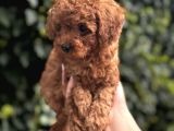 Safkan Kali̇te Toy Poodle Bebek
