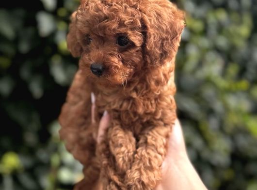 Safkan Kali̇te Toy Poodle Bebek görsel