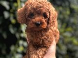 Safkan Kali̇te Toy Poodle Bebek