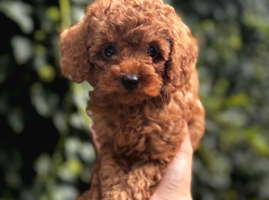 Safkan Kali̇te Toy Poodle Bebek görsel