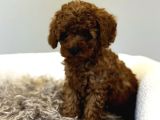 MİNNAK TOY POODLE BEBEKLER