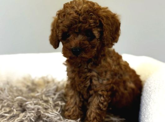 Mi̇nnak Toy Poodle Bebekler