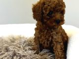 Mi̇nnak Toy Poodle Bebekler