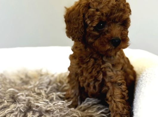 Mi̇nnak Toy Poodle Bebekler görsel