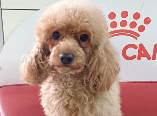 Apri̇cot  Toy Poodle görsel