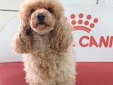 APRİCOT  TOY POODLE