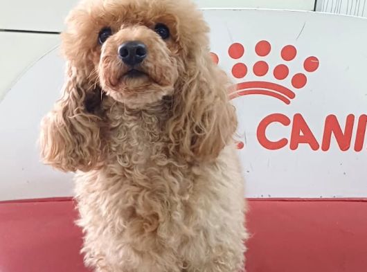 Apri̇cot  Toy Poodle
