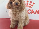 Apri̇cot  Toy Poodle