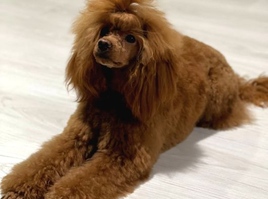 Ev Ortaminda Toy Poodle Yavrular