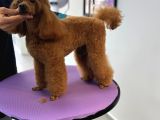 Ev Ortaminda Toy Poodle Yavrular