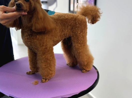 Ev Ortaminda Toy Poodle Yavrular görsel