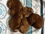 Ev Ortaminda Toy Poodle Yavrular