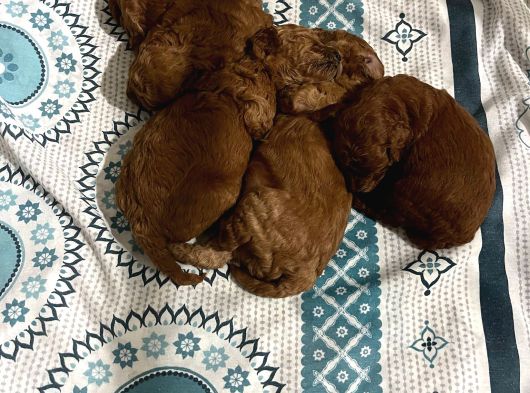 Ev Ortaminda Toy Poodle Yavrular görsel