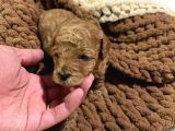 Ev Ortaminda Toy Poodle Yavrular