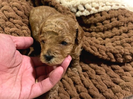 Ev Ortaminda Toy Poodle Yavrular görsel