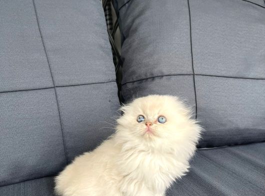 İpeksi Tüyler Boncuk Göler görsel