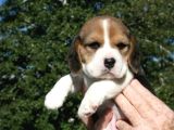 Beagle Yavrulari Mama Ve Malzeme Kampanya Li