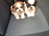 Shih Tzu Yavrulari Mama Ve Malzeme Kampanyali