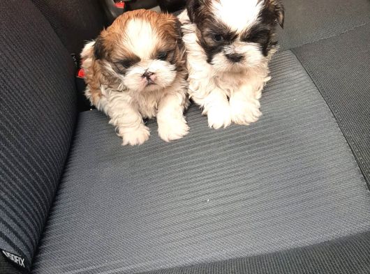 Shih Tzu Yavrulari Mama Ve Malzeme Kampanyali