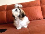 Shih Tzu Yavrulari Mama Ve Malzeme Kampanyali