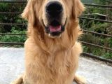 Golden Retriver Yavruları Mama Ve Malzeme Kampanyali