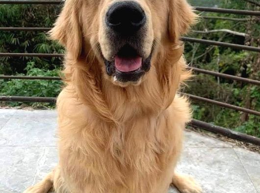 Golden Retriver Yavruları Mama Ve Malzeme Kampanyali görsel