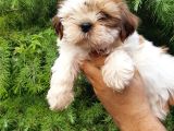 Shih Tzu Yavrulari Mama Ve Malzeme Kampanyali