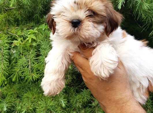 Shih Tzu Yavrulari Mama Ve Malzeme Kampanyali görsel