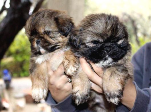 Shih Tzu Yavrulari Mama Ve Malzeme Kampanyali görsel