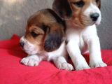 Beagle Yavrulari Mama Ve Malzeme Kampanya Li