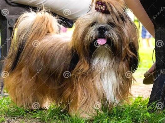 Shih Tzu Yavrulari Mama Ve Malzeme Kampanyali görsel