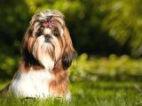 Shih Tzu Yavrulari Mama Ve Malzeme Kampanyali