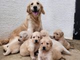 Golden Retriver Yavruları Mama Ve Malzeme Kampanyali