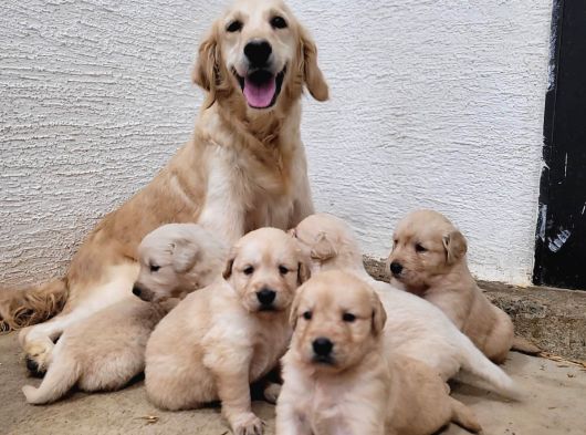 Golden Retriver Yavruları Mama Ve Malzeme Kampanyali görsel