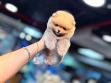 Orange Pomerani̇an Boo Yavrumuz