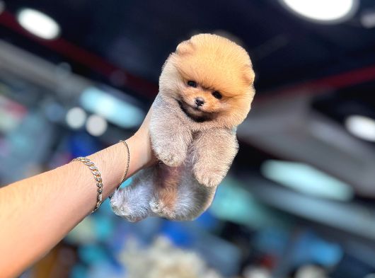 Orange Pomerani̇an Boo Yavrumuz görsel