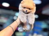 Orange Pomerani̇an Boo Yavrumuz