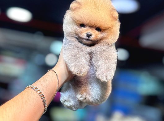 Orange Pomerani̇an Boo Yavrumuz görsel