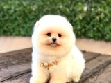 Taddy Bear Pomerani̇an Boo Yavrumuz