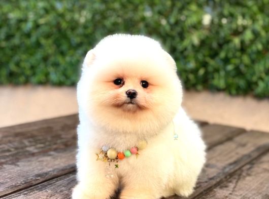 Taddy Bear Pomerani̇an Boo Yavrumuz görsel
