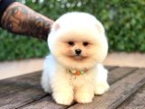 TADDY BEAR POMERANİAN BOO YAVRUMUZ