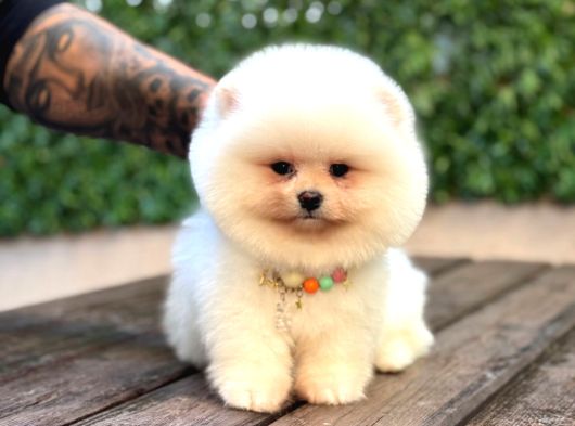 Taddy Bear Pomerani̇an Boo Yavrumuz