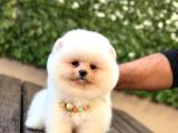Taddy Bear Pomerani̇an Boo Yavrumuz