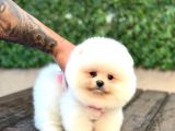 Panda Surat Pomerani̇an Boo Yavrumuz